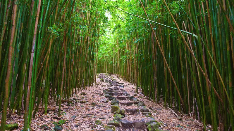 Path of self discovery through the bamboo forest